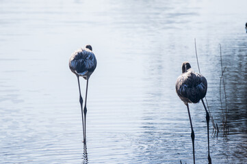 Flamencos