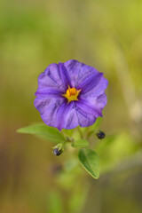 Blue potato bush