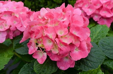 Magenta pink hydrangea macrophylla or hortensia shrub in full bloom in a flower pot, with fresh green leaves in the background, in a garden in a sunny summer day, beautiful outdoor floral background.