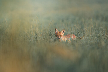Red fox in the grass - 387188276