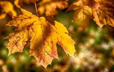 autumn maple leaves