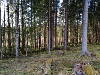 A view of jungle in Sweden