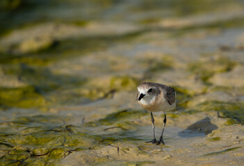 Grey plover on green at Busaiteen coast of Bahrain