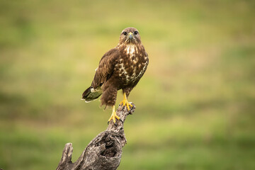Common Buzzard perched on a log with unfocused green background