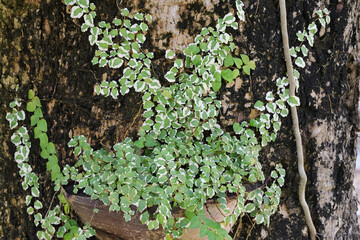 Small ivy on the tree