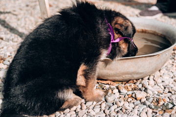 German shepherd kennel, a young thoroughbred dog. A beautiful little black and red German shepherd puppy with a pink ribbon collar is drinking water from a basin.