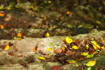 Dried leaves littered all over the ground, autumn mood