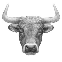 Portrait of Bull. Hand-drawn illustration.