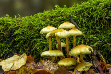 tasty fungus in multi colored autumn forest
