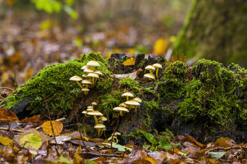 Naklejka na ściany i meble tasty fungus in multi colored autumn forest