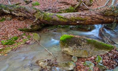 small river rushing over autumn mountain canyon covered a dry leaves