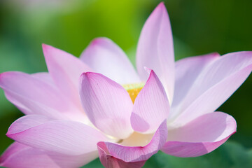 Fototapeta premium 蓮の花