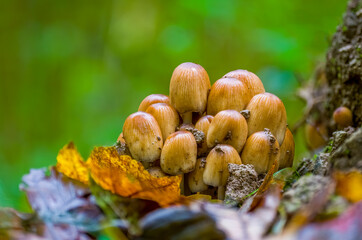 tasty fungus in multi colored autumn forest