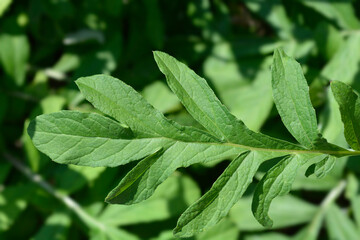 Pink Bachelors Button