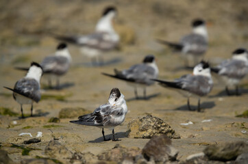 Greater Crested Tern preening at Busaiteen coast, Bahrain