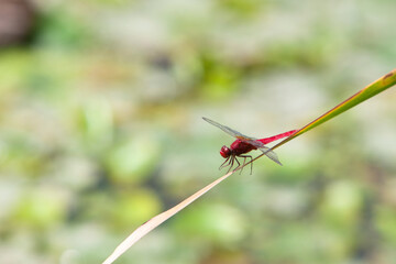 赤トンボ