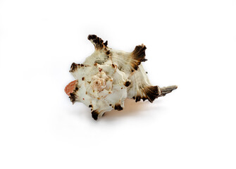 Colorful sea shell isolated on a white background, large size