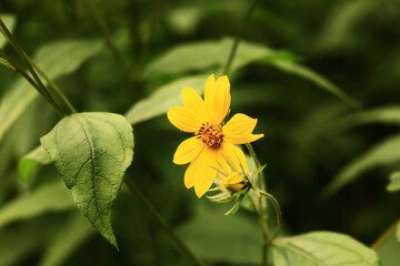 Yellow flower and green leaf on a blurred background. Close-up. Top view.