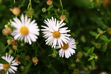 Chamomile on a blurred green background. Close-up. Top view.