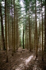 Forêt conifères