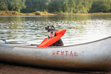 schnauzer dog sitting alone in a canoe wearing life vest. Salt and pepper pup on shore with...