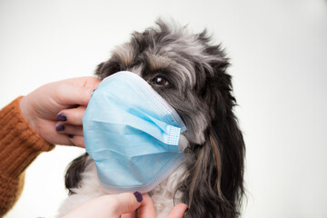 Concept image. Woman puts mask on dog to stop the spread of corona virus. Cavapoo mixed breed dog wearing COVID-19 medical face mask or covering. black and white dog on white background. 