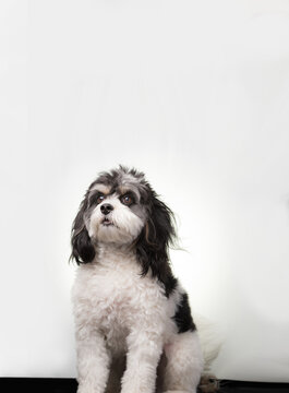 Cavapoo dog. Mixed breed Cavalier King Charles Spaniel cross poodle portrait, high key. Small black and white pup with long floppy ears and expressive eyes. 