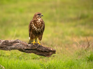 Common Buzzard perched on a log with unfocused green background
