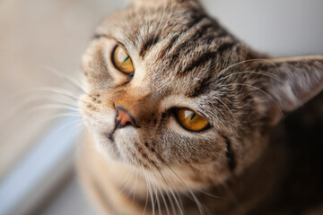 scottish straight cat portrait