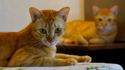 cat on the table
