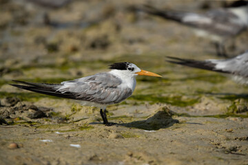 Portrait of a Greater Crested Tern at Busaiteen coast, Bahrain