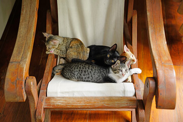 cat on sofa