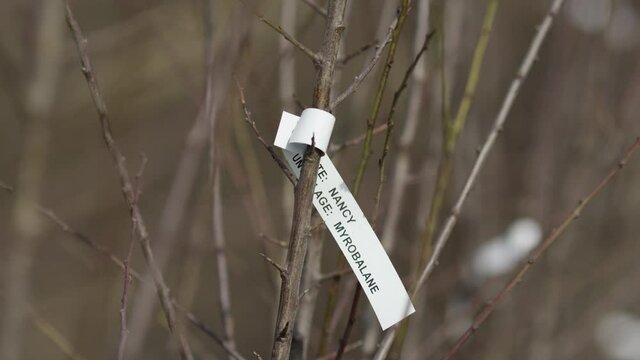 .Young mirabelle trees