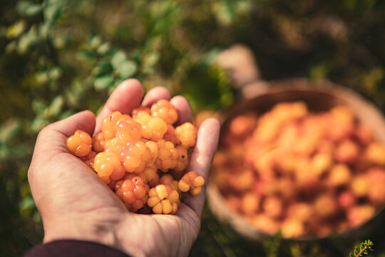 cloudberries 