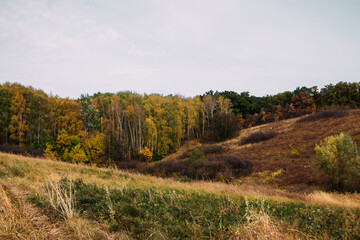 Fototapeta na wymiar autumn landscape field and forest