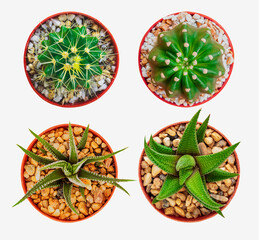 The Small different types of cactus plants.