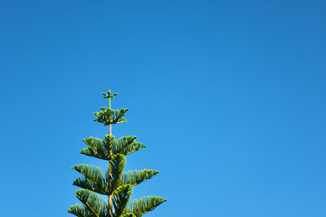 árbol sobre cielo azul