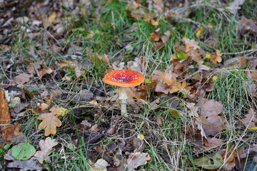 Fliegenpilz auf herbstlichem Waldboden