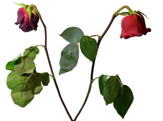 Two lonely withered roses on the white background