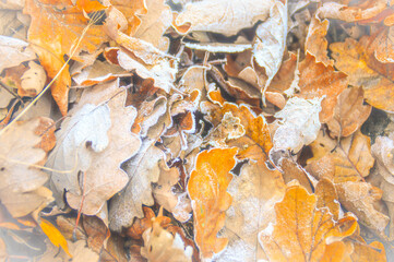 Orange leaves covered in frost, signs of the coming winter and the end of the autumn season