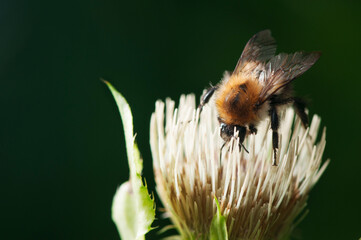 Bombus hypnorum Baumhummel on blossom