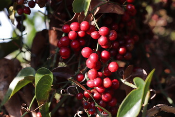 Ripe berries of Smilax aspera