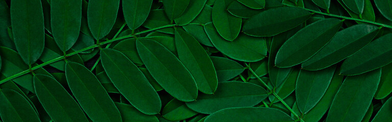 Background with dark green leaves, fresh flat background