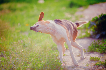 Russian hound shakes off