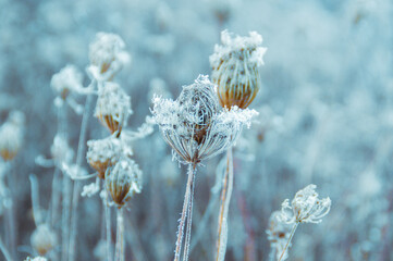 Queen Anne's Lace covered in winter frost