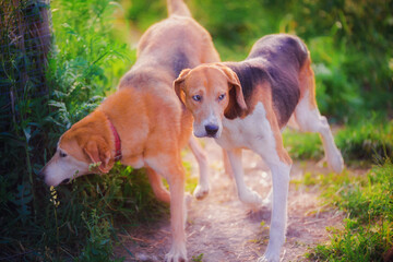 Russian hound in the summer for a walk