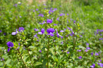 The beautiful light purple flowers with green blur leaves in the natural garden