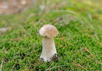 mushroom white edible with hat and leg grows in the woods on a warm day
