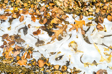 Autumn leaves on frozen water