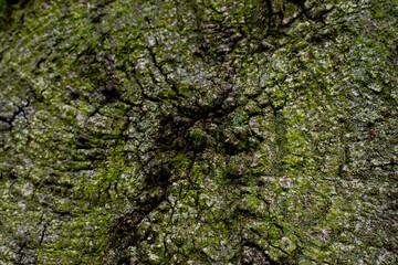 bark texture old oak